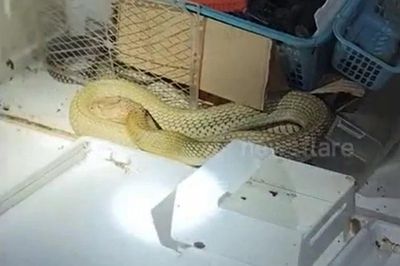 Rắn hổ mang chúa dài 3,6 mét ẩn náu trong tủ lạnh cũ, người đàn ông tay không bắt sống