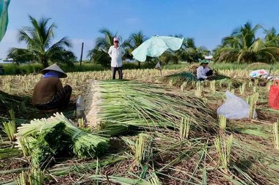 Cây sả vùng hạn mặn Đồng Tháp vươn tầm nhờ công nghệ