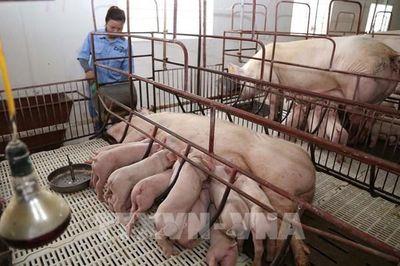 Gia Lai kỳ vọng trở thành thủ phủ chăn nuôi quốc gia