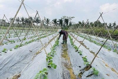 Tư duy mới trên những cánh đồng cũ