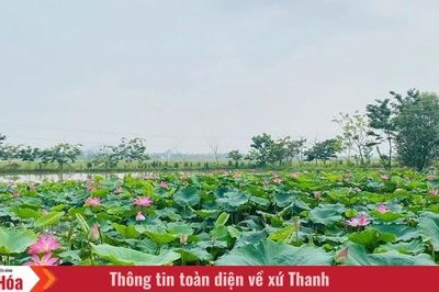 Kỳ vọng phát triển sản phẩm OCOP từ cây sen