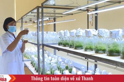 Nâng tầm giá trị rừng trồng bằng công nghệ sinh học