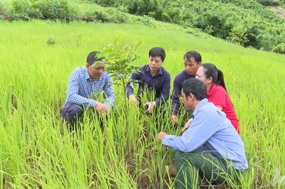 Trồng rừng cho lợi ích dài lâu