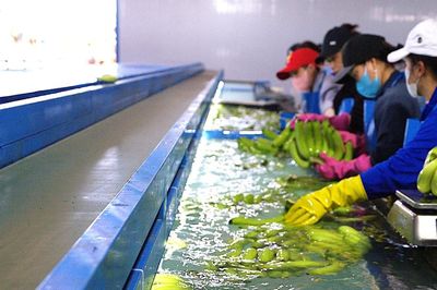 Chuẩn hóa vùng nguyên liệu để mở rộng xuất khẩu