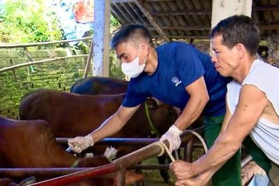 Xã Bình Phú triển khai tiêm phòng vắc xin và khử trùng tiêu độc môi trường chăn nuôi đợt 1, năm 2026