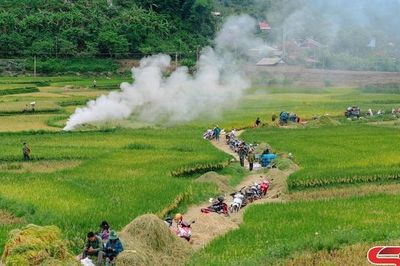 Mùa gặt lúa chiêm xuân ở Bản Hùn