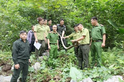 Lâm Bình thả cá thể trăn đất về môi trường tự nhiên