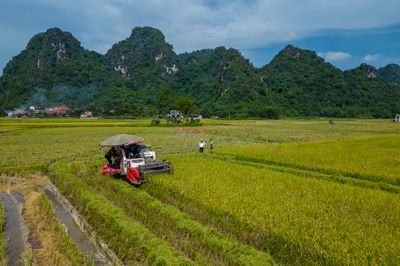 Mùa vàng trên cánh đồng Phương Bá