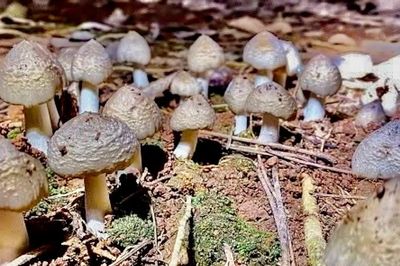 Nhiều người nhập viện cấp cứu vì ăn phải nấm độc