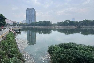 Vì sao cá chết hàng loạt tại hồ điều hòa công viên Nghĩa Đô?