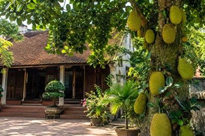 Loại cây trồng trước nhà sẽ 'chặn' may mắn: Đem trồng sau nhà mới 'sung túc'
