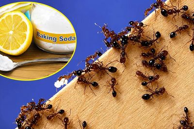 Mùa hè kiến xuất hiện khắp nơi, thử ngay 5 'vũ khí tự nhiên' để đuổi kiến mà không cần hóa chất
