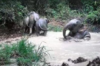 Bẫy ảnh ghi cảnh đàn voi tắm bùn, uống nước trong rừng Mã Đà