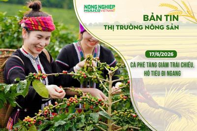Thị trường nông sản 17/6/2026: Cà phê tăng giảm trái chiều, hồ tiêu đi ngang