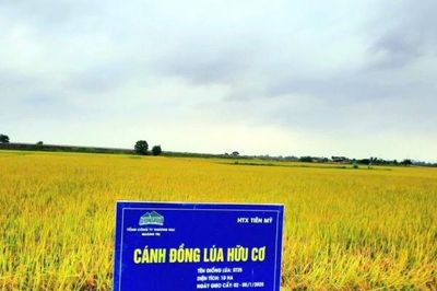 Quảng Trị: Tích tụ, tập trung đất nông nghiệp, hình thành vùng sản xuất hàng hóa quy mô lớn