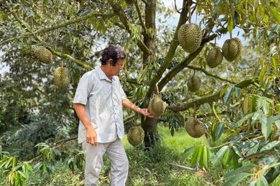 Sầu riêng Thái rớt giá, nhà vườn đứng ngồi không yên