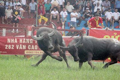 Khôi phục vòng loại Hội chọi trâu Đồ Sơn - Di sản văn hóa phi vật thể quốc gia