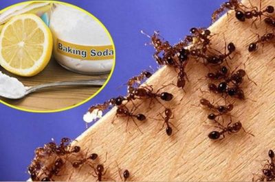 Mẹo đuổi kiến trong nhà bếp hiệu quả không cần dùng hóa chất