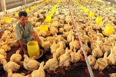 Từ 5/8, người chăn nuôi cần tránh những hành vi này kẻo bị phạt nặng