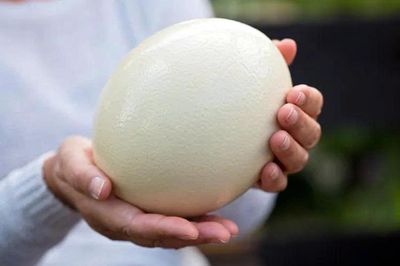 Lợi ích sức khỏe và cách chế biến trứng đà điểu an toàn
