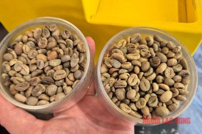 Giá cà phê hôm nay 18-6: Robusta tăng liền 6 phiên, nông dân tranh thủ bán ra