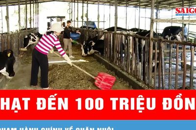 Vi phạm hành chính về chăn nuôi sẽ bị phạt đến 100 triệu đồng