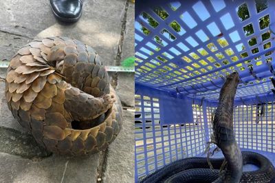Bắt giữ 5 đối tượng trong đường dây buôn bán động vật nguy cấp liên tỉnh