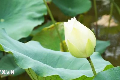 Thanh khiết, tinh khôi mùa sen trắng ở Cố đô Huế