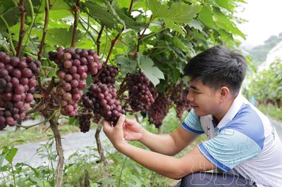 Đồng hành cùng nông dân phát triển sản xuất