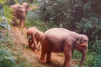 Đồng Nai: Tập huấn nguyên tắc an toàn trong quản lý xung đột voi - người