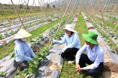 Nâng cao giá trị sản xuất trên những 'vùng đất khó'