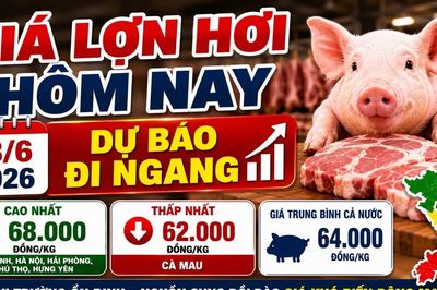 Giá lợn hơi hôm nay 18/6: Thị trường ổn định, khó xuất hiện đột biến
