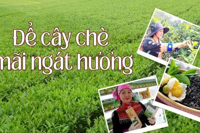 Để cây chè mãi ngát hương