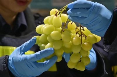 Trái cây Việt ngày càng phủ sóng thị trường Trung Quốc