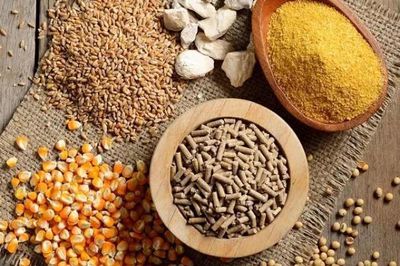 Dùng chất cấm trong thức ăn chăn nuôi có thể bị phạt tới 80 triệu đồng