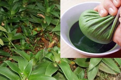 Tác dụng của cây lược vàng với sức khỏe