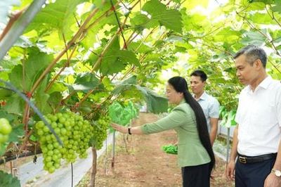 Nông dân trẻ xã Thuận An khởi nghiệp với mô hình nho sữa trải nghiệm