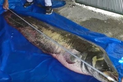 Người đàn ông câu được con cá trê khổng lồ nặng 110 kg, dài 2,5 mét