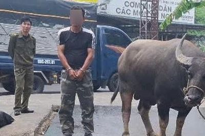 Bắt thanh niên dắt trộm 1 con trâu ba con nghé lên xe tải để trộm cắp