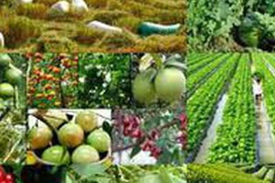 Tổ chức vi phạm về sản xuất, buôn bán giống cây trồng bị phạt đến 100 triệu đồng
