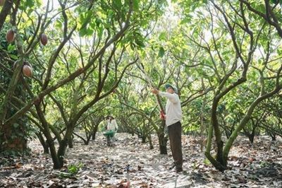 Từ phụ phẩm cacao đến hướng đi cho nông nghiệp xanh và phát triển bền vững