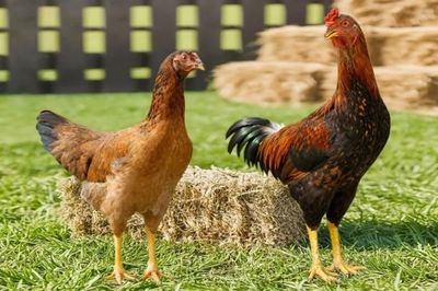 Chọi Super - Giống gà tối ưu hiệu quả chăn nuôi