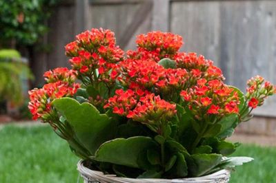 5 cây phong thủy tượng trưng tài lộc, may mắn cho gia chủ bận rộn