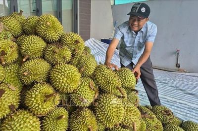 Sôi động 'chợ' sầu riêng Nghĩa Trung