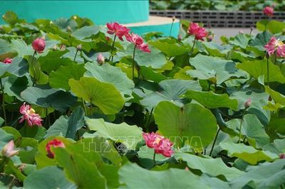 Nhiều giải pháp đưa sản phẩm từ sen đến với người tiêu dùng