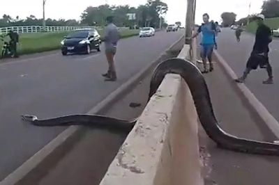Trăn Anaconda khổng lồ bò ngang cao tốc, xe cộ nối đuôi dừng chờ