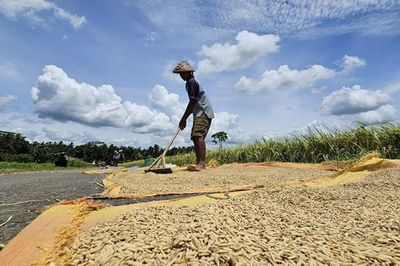 Indonesia tuyên bố đạt tự túc lương thực theo tiêu chuẩn FAO