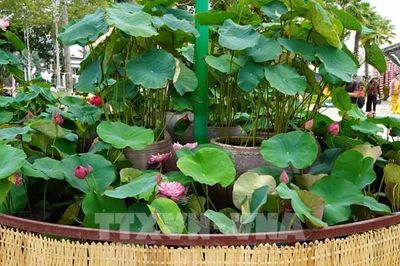 Choáng ngợp con đường kết từ 25.000 chậu sen ở Đồng Tháp
