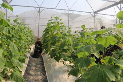 Còn nhiều khó khăn khi người dân ứng dụng khoa học kỹ thuật vào sản xuất