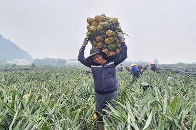 Canh tác có tổ chức